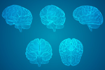 海兽包括哪些种类？